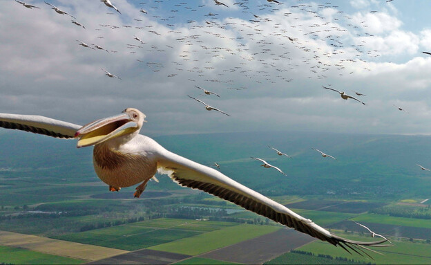 נדידת הציפורים בחג הפסח (צילום: יובל דקס, החברה להגנת הטבע)