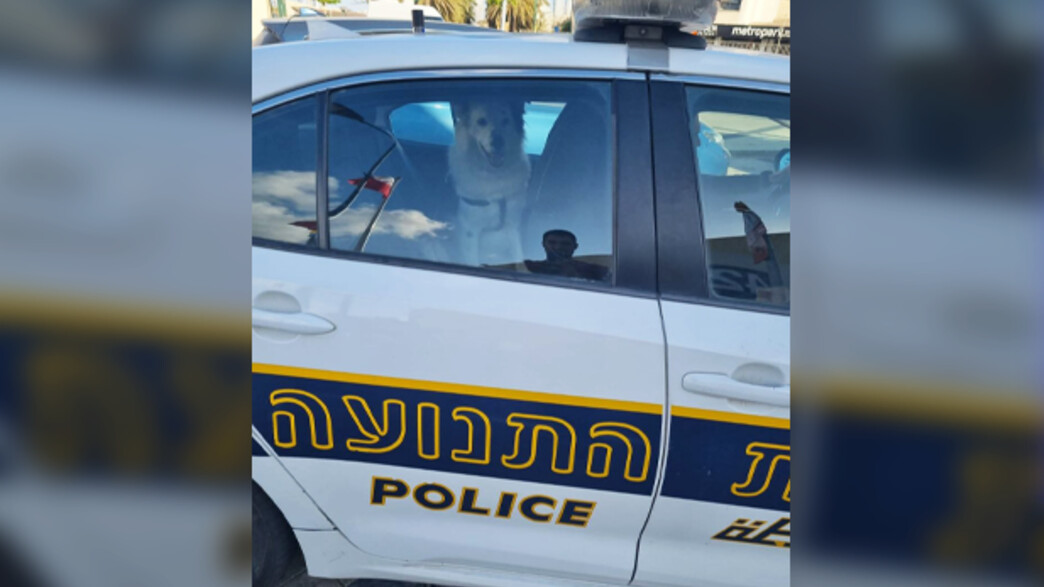 הרכב והכלב הושבו לבעליהם הרכב והכלב הושבו לבעליהם