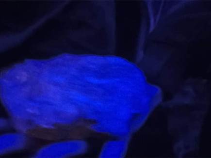 אירוע מקומם (התמונות באדיבות העמוד "וסרמיליה")