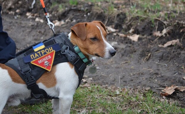 פרטון, הכלב שהפך לגיבור הלאומי של אוקריאנה (צילום: מתוך אינסטגרם)