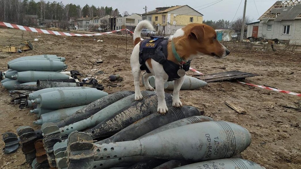 פרטון, הכלב שהפך לגיבור הלאומי של אוקריאנה