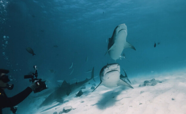 כריש בולע מצלמה, כך זה נראה מבפנים (צילום: CNN)