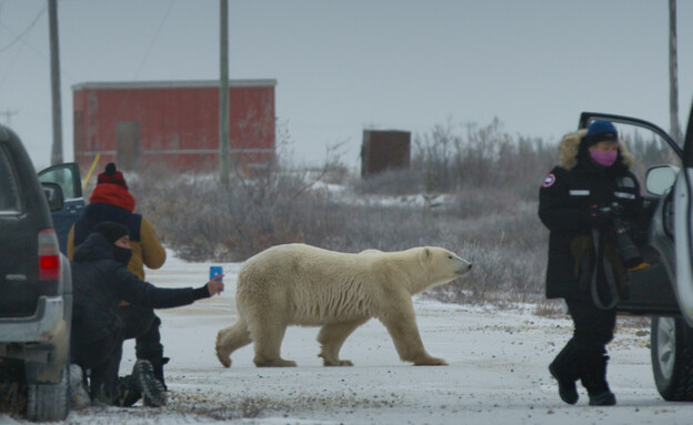 "דוב מטרד" (צילום: Nuisance Bear, יח"צ)