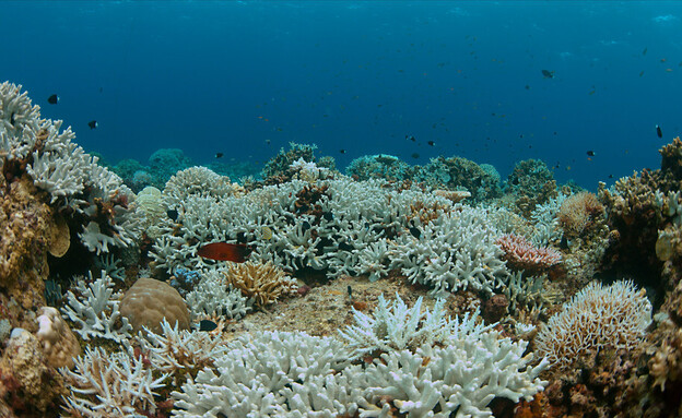 הלבנת אלמוגים (צילום: shutterstock)