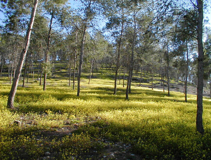 יער להב (צילום: איל שפירא)