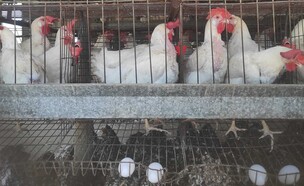 תרנגולות בלול כלובים (צילום: אנימלס)