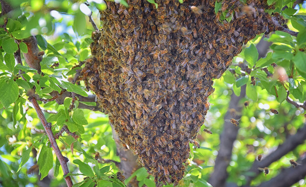 כוורת דבורים (צילום: 123RF‏)