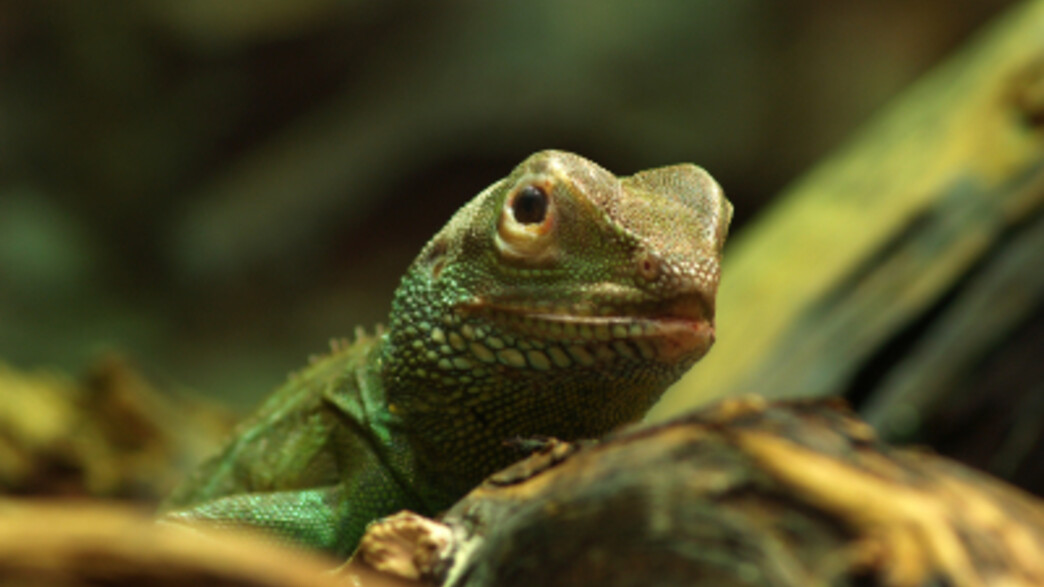לטאת איגואנה ירוקה בטבע מציצה מאחורי צמח לטאת איגואנה ירוקה בטבע מציצה מאחורי צמח