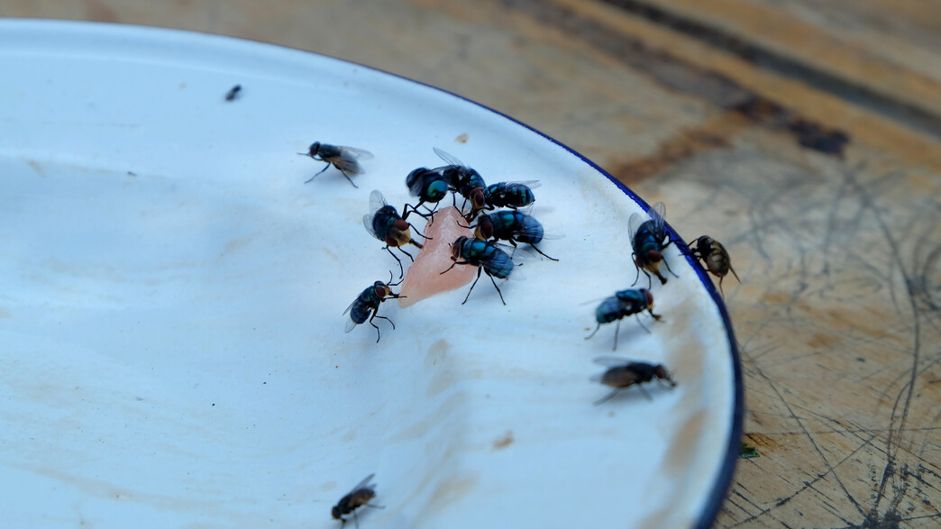 זבובים זבובים