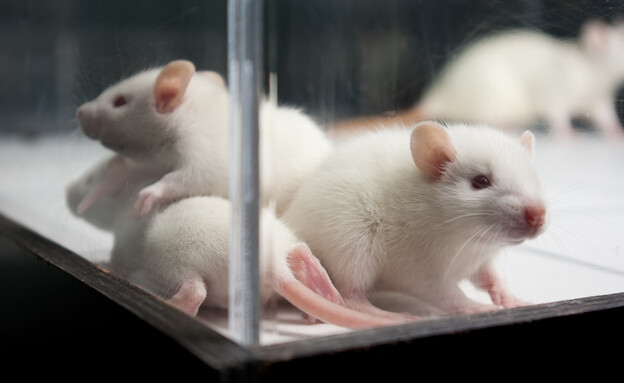Researchers implanted cells of human origin into the developing brains of young rats