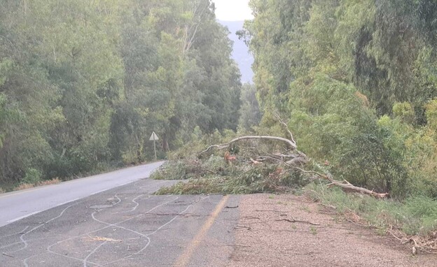 עץ שנפל ליד צומת הגומא שבגליל העליון והביא לחסימת הכביש