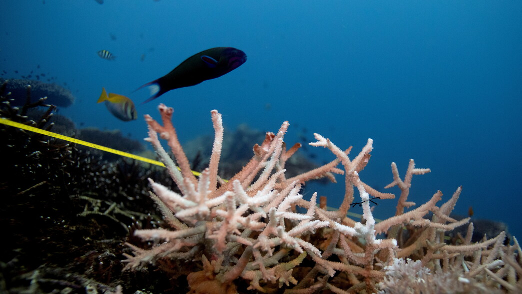 דו"ח האקלים של האו"ם דו"ח האקלים של האו"ם