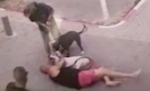 כלב ובעליו הותקפו על ידי כלבת פיטבול ונפצעו (צילום: מתוך "חדשות הבוקר עם ניב רסקין", קשת 12)