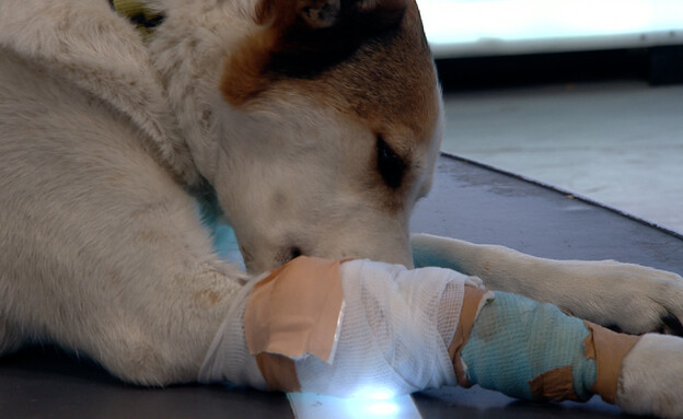 כלב ובעליו הותקפו על ידי כלבת פיטבול ונפצעו (צילום: מתוך "חדשות הבוקר עם ניב רסקין", קשת12)