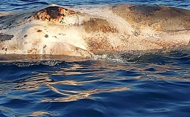גופת לוויתן מול חופי הרצליה (צילום: רשות הטבע והגנים)