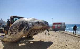 פינוי גופת הלוויתן מחופי תל אביב (צילום: סעיף 27א לחוק זכויות יוצרים)