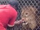 ג'מייקה: עובד גן חיות הותקף על ידי אריה - והכל קרה מול המצלמה