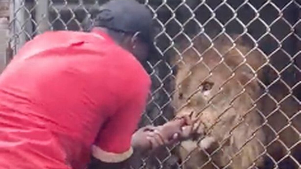 Jamaica: A zoo worker was attacked and bitten by a lion, finger ripped (Graphic content)