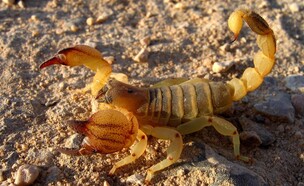 עביד צהוב  (צילום: אוהד יהלומי)