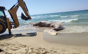 גופת לוויתן נסחפה לחוף ביפו (צילום: ענבר מרגוליס, מתוך עמוד הפסייבוק מחמל"י)