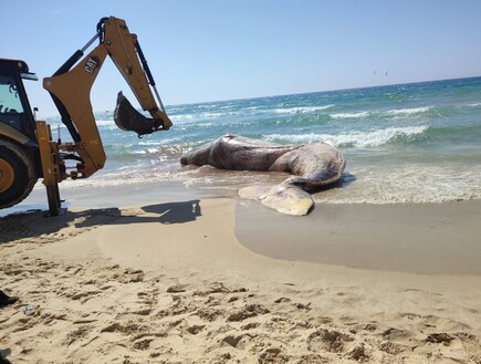 גופת לוויתן נסחפה לחוף ביפו (צילום: ענבר מרגוליס, מתוך עמוד הפסייבוק מחמל"י)