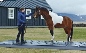 סוסים איסלנדיים שעונים על מיילים
