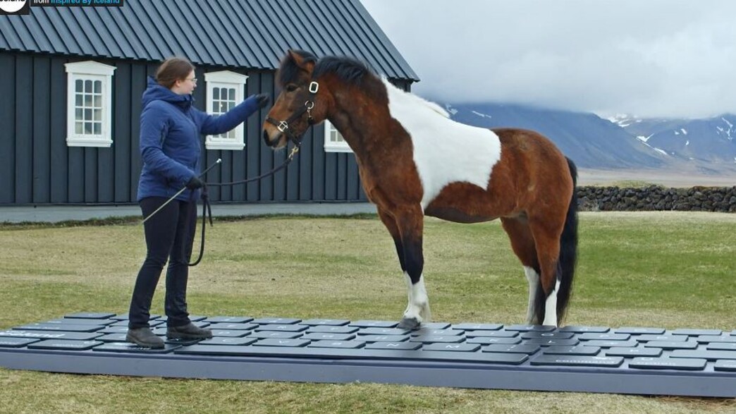 סוסים איסלנדיים שעונים על מיילים