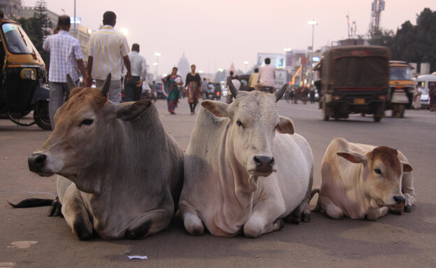 פרות בהודו -  (צילום: LenaVolkova, shutterstock)