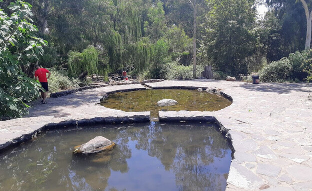 בירכות עיינות סלוקיה (צילום: עינב לנדאו)