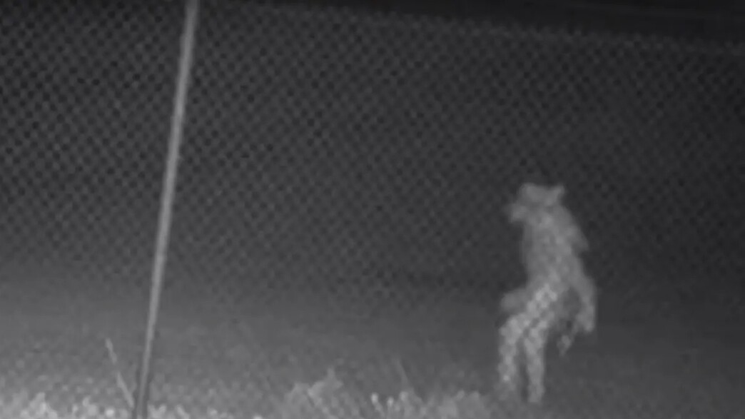 יצור הדומה לאיש זאב תועד ליד גן החיות באמרילו, טקס