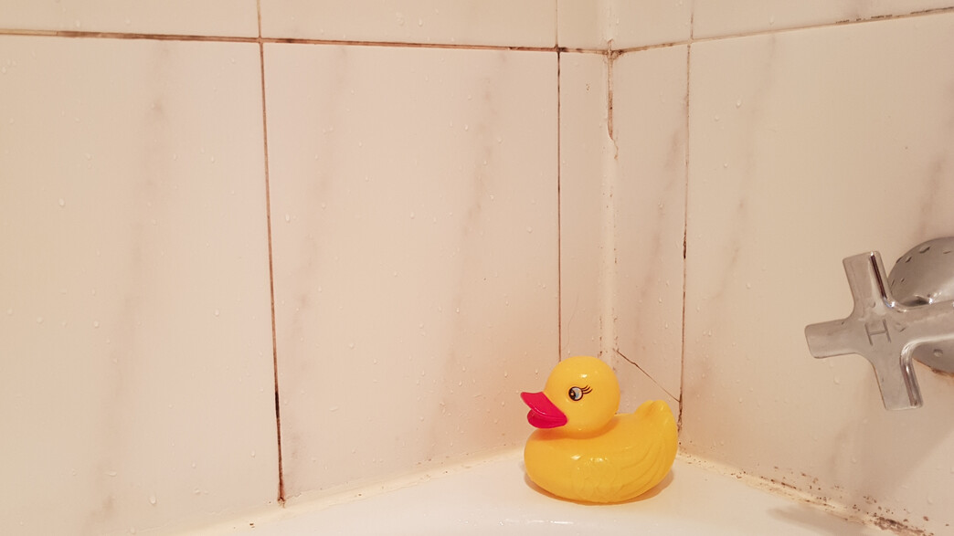 עובש ורטיבות עובש ורטיבות