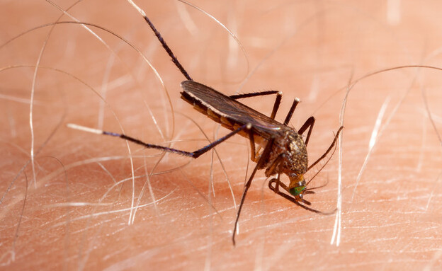 יתושה (צילום: 123RF‏)