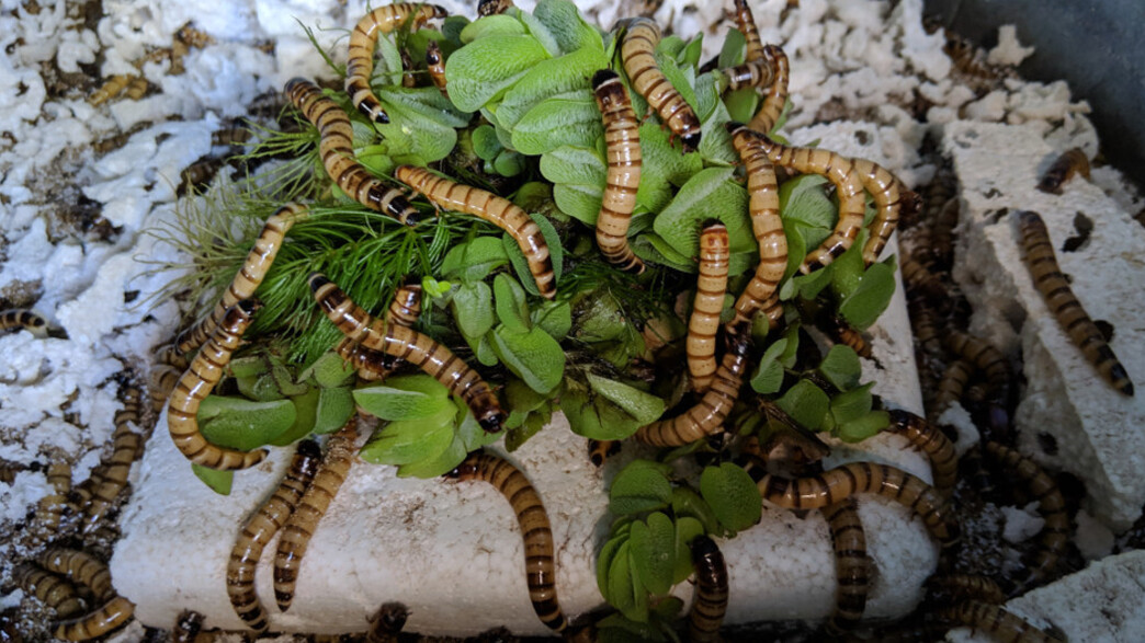 תולעי על אוכלות פלסטיק תולעי על אוכלות פלסטיק