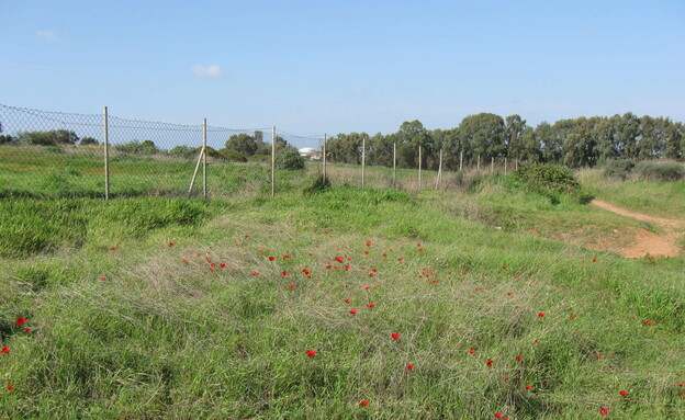פארק אקולוגי גלילות רמת השרון תל אביב (צילום: Ori~, wikipedia)