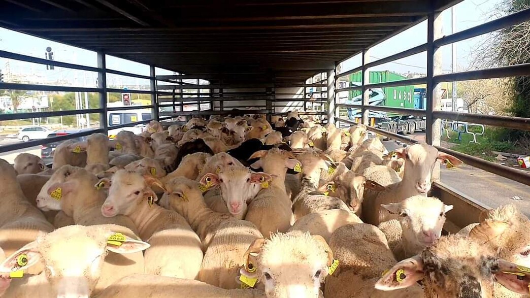 ספינות משלוחים חיים בדרך לישראל