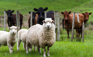 כבשים ופרות בניו זילנד (צילום: Heath Johnson, shutterstock)