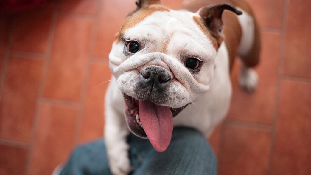 כלב בולדוג כלב בולדוג