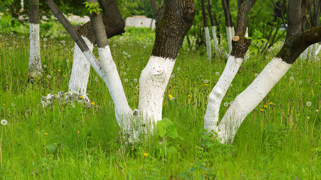 עצים (צילום: Superstar, Shutterstock)