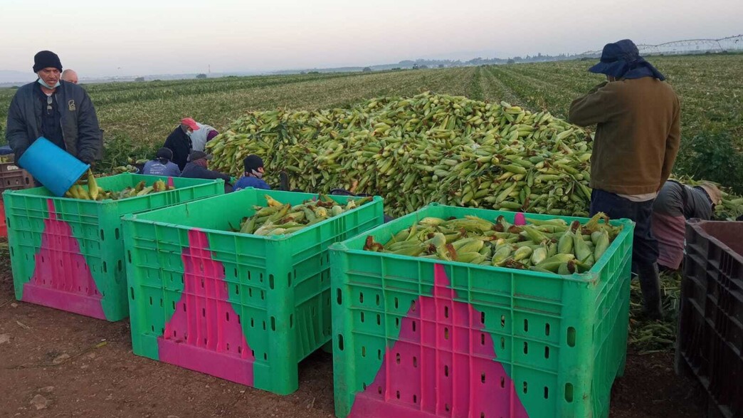 לקט ישראל לקט ישראל