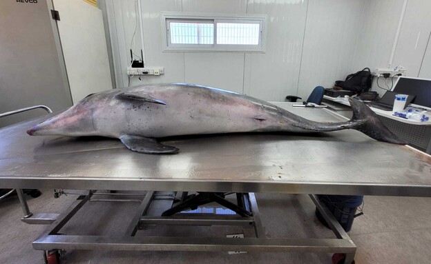 הדולפין על שולחן הניתוחים לבדיקת נסיבות המוות (צילום: רועי בר דוד, רשות הטבע והגנים)