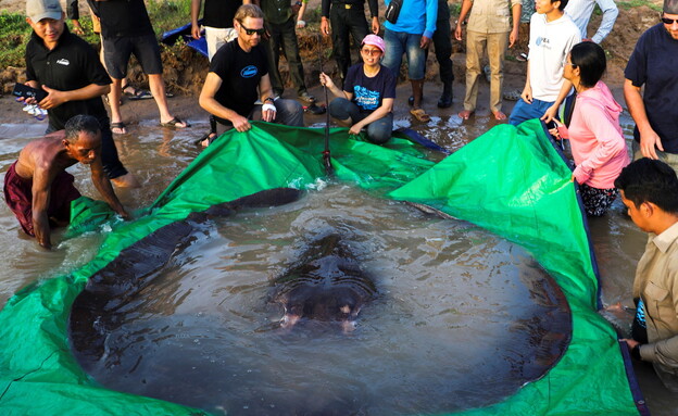 דג טריגון ענק שנתפס בקמבודיה (צילום: רויטרס)
