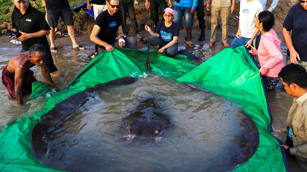 דג טריגון ענק שנתפס בקמבודיה