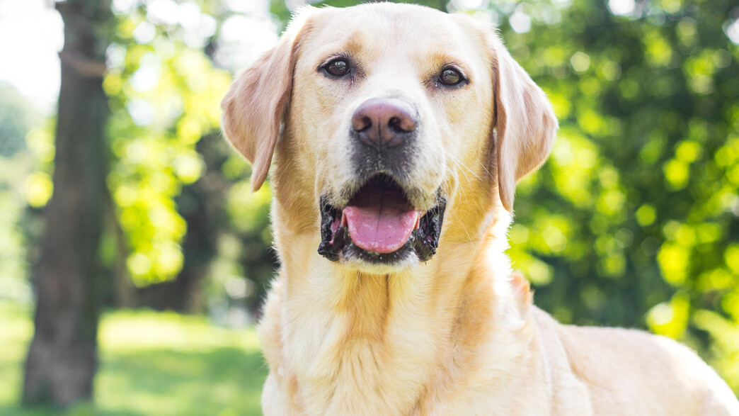 כלב לברדור כלב לברדור