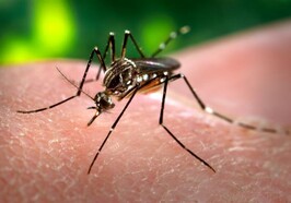 יתוש אדס, נגיף הזיקה (צילום: James Gathany, wikimedia)