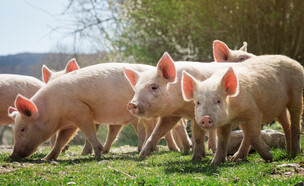 חוות חזירים, אילוסטרציה (צילום: 123rf)