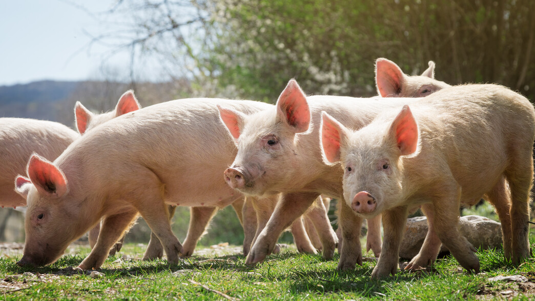 חוות חזירים, אילוסטרציה חוות חזירים, אילוסטרציה