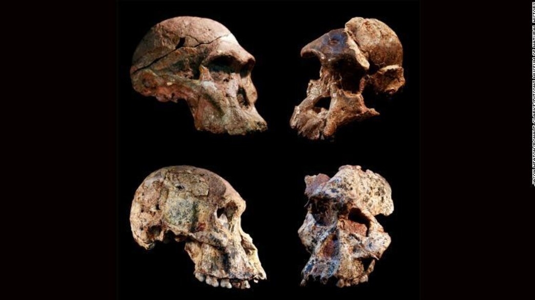 גולגולת גולגולת