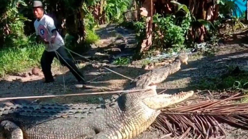 תנין שנלכד באינדונזיה באמצעות חבל