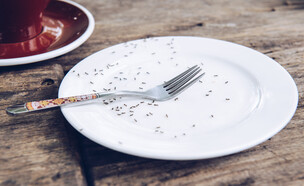 נמלים (צילום:  Boyloso, Shutterstock)