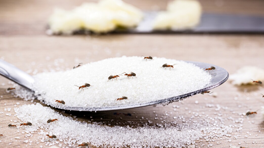 נמלים נמלים